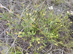 Lachnaea