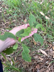 Clerodendrum tomentosum