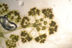Nitella sonderi