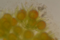 Nitella sonderi