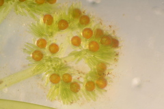 Nitella sonderi