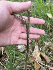 Clerodendrum tomentosum