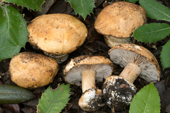 Cortinarius ortegae