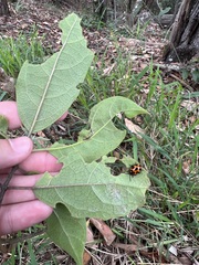 Clerodendrum tomentosum