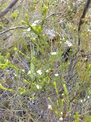 Lachnaea