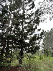 Araucaria cunninghamii