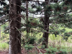 Araucaria cunninghamii