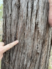 Eucalyptus planchoniana