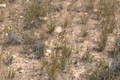 Rytidosperma robertsoniae