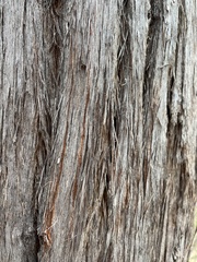 Eucalyptus planchoniana