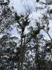 Eucalyptus planchoniana