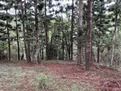 Araucaria cunninghamii