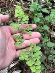 Adiantum aethiopicum