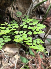 Adiantum aethiopicum