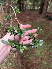 Alyxia ruscifolia