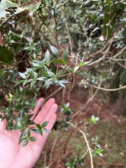Alyxia ruscifolia