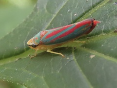 Graphocephala coccinea
