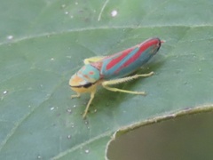 Graphocephala coccinea