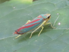 Graphocephala coccinea
