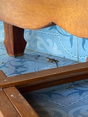 Eutropis macularia