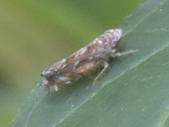 Scaphoideus incisus