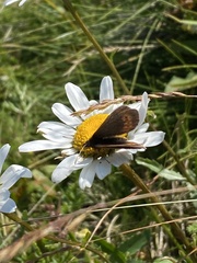 Erebia epiphron