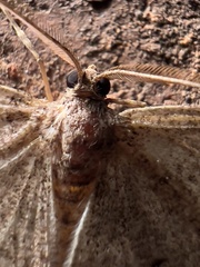 Melanolophia signataria