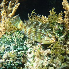 Notolabrus inscriptus