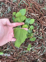 Mallotus philippensis