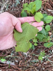 Mallotus philippensis