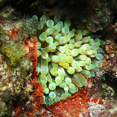 Entacmaea quadricolor