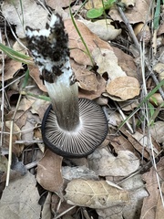 Entoloma ferruginans