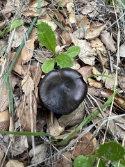 Entoloma ferruginans