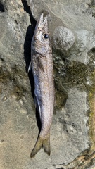 Dinolestes lewini