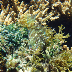 Notolabrus inscriptus