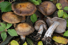 Phlegmacium malavalii