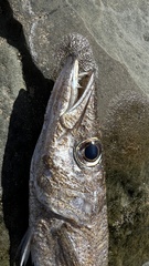 Dinolestes lewini