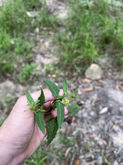 Sigesbeckia orientalis