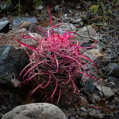 Ferocactus gracilis gracilis