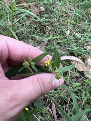 Sigesbeckia orientalis