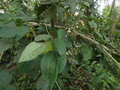 Miconia albicans