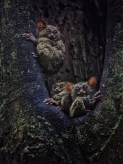 Tarsius spectrumgurskyae