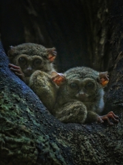 Tarsius spectrumgurskyae