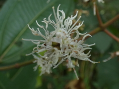 Miconia albicans