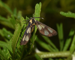 Ceryx anthraciformis