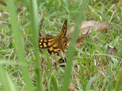 Heteronympha paradelpha