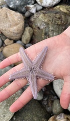 Astropecten armatus