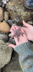 Astropecten armatus