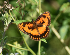 Byblia anvatara acheloia