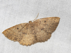 Casbia melanops